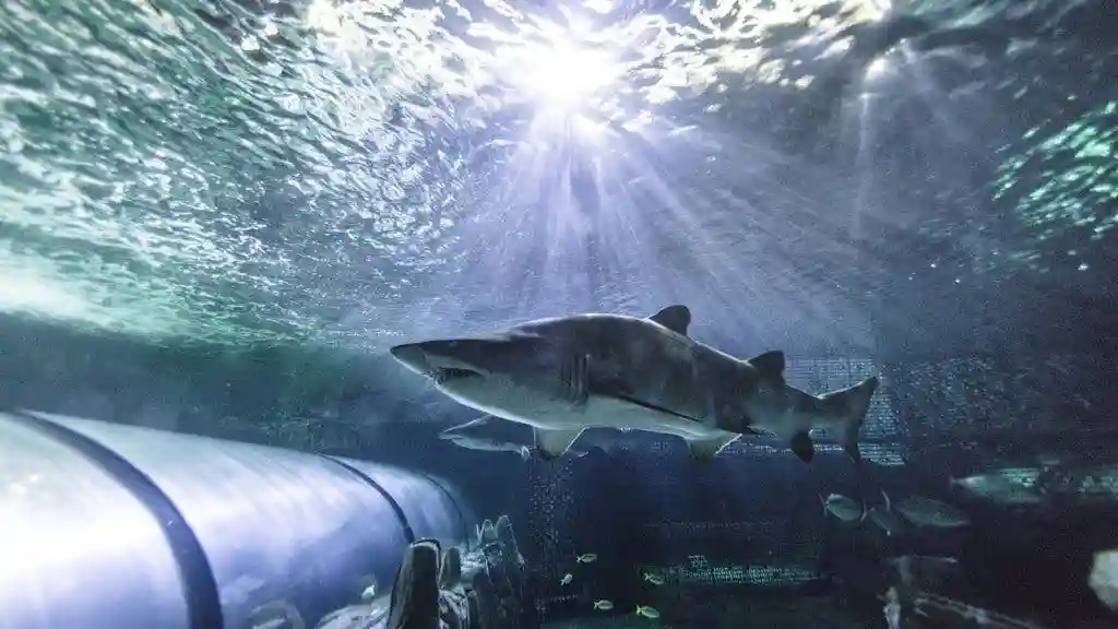 Aquário SEA LIFE de Sydney: Bilhete de entrada (produto B2B)