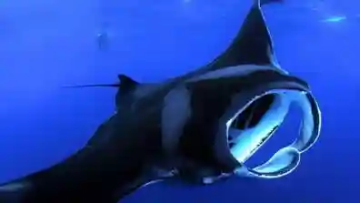 Manta Ray Night Adventure Provided by Fareharbor Marketplace USD