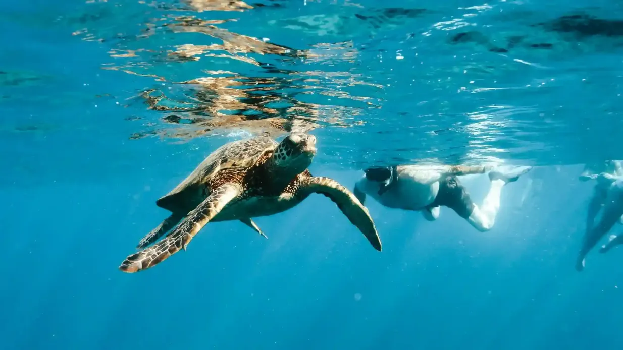Kealakekua Bay: Ocean Safari Snorkel, Dolphin & Whale Watching Provided by Fareharbor Marketplace USD