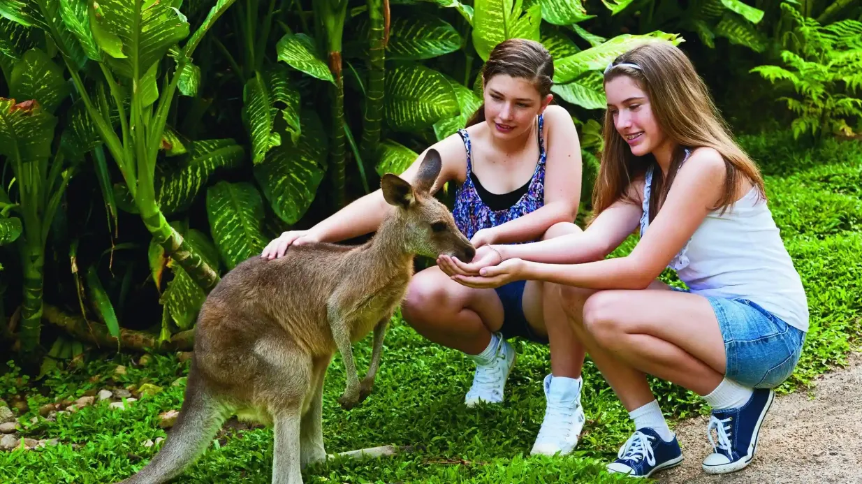 Kuranda Koala Gardens & Birdworld Kuranda : Billet d'entrée Fournie par Freedom County Pty. Ltd. T/A Kuranda Koala Gardens