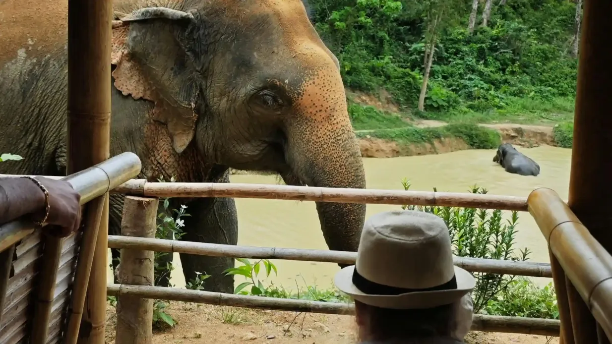 Reserva de elefantes da floresta escondida em Phuket: Visita guiada + Buffet