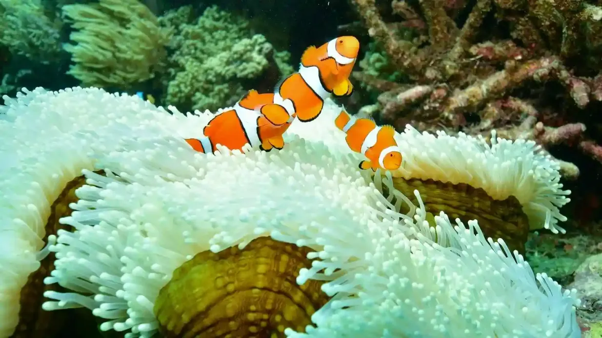 Great Barrier Reef: Cruise from Cairns + Semi-Submersible Tour + Snorkelling Provided by Reef Magic PTY LTD