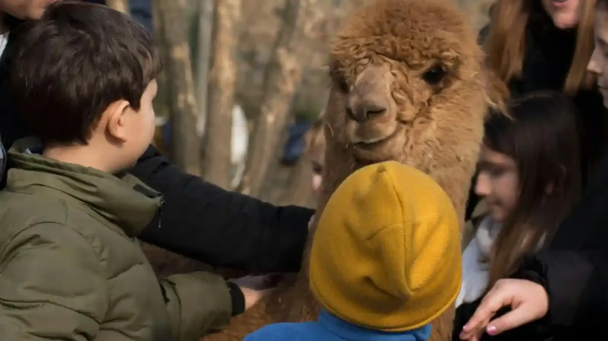 GROW UP - Alpaca del Monviso - Alpaca Farm: Guided Tour