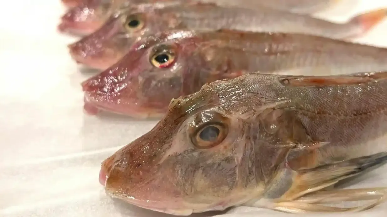 Emilia-Romagna: Corso di cucina di pesce + pranzo o cena + bevande