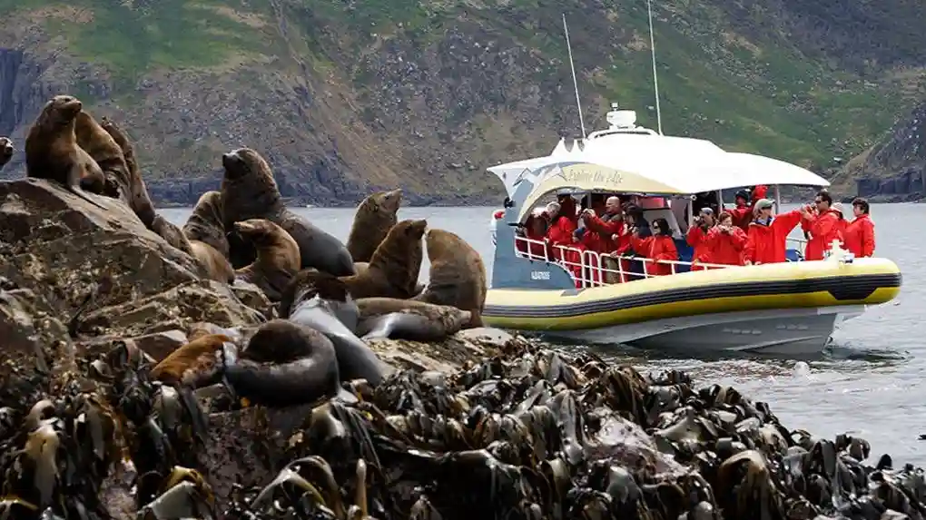 Île Bruny : Visite guidée en bus depuis Hobart + Croisière + Déjeuner Fournie par Pennicott Wilderness Journeys
