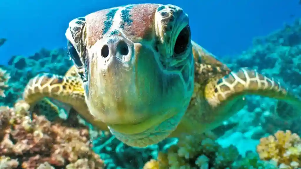 Arrecife de las Islas Frankland: Excursión en barco desde Cairns Operado por Frankland Islands Reef Cruises Pty Ltd