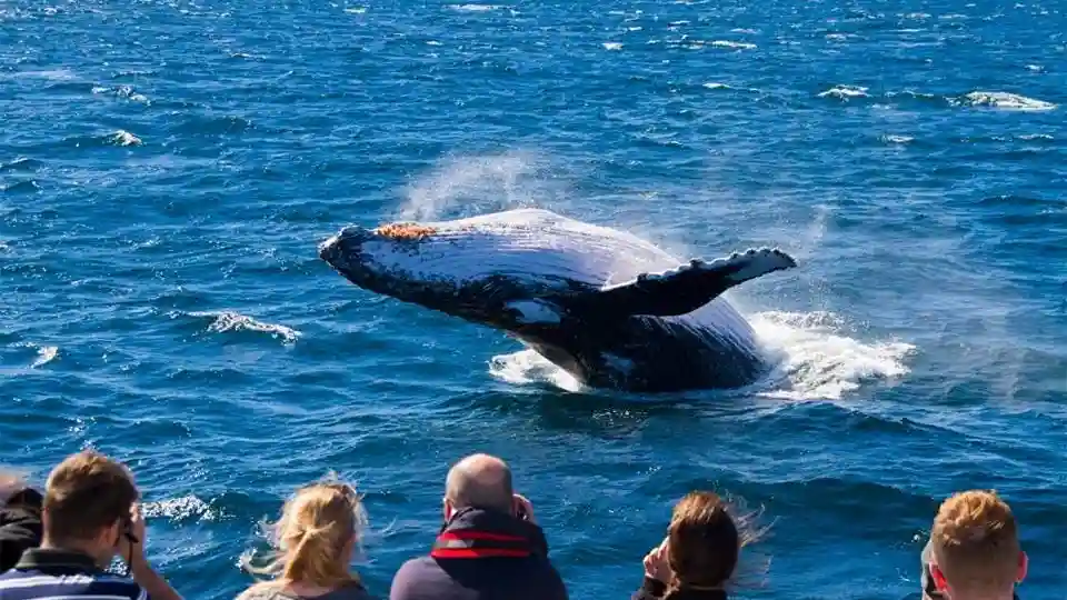 Brisbane: Whale Watching Tour + Transfers + Lunch