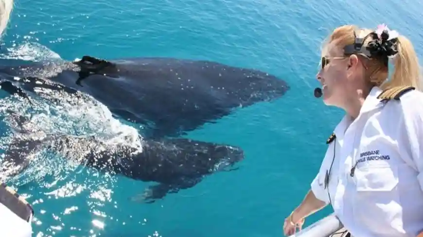 Brisbane: Whale Watching Cruise + Lunch