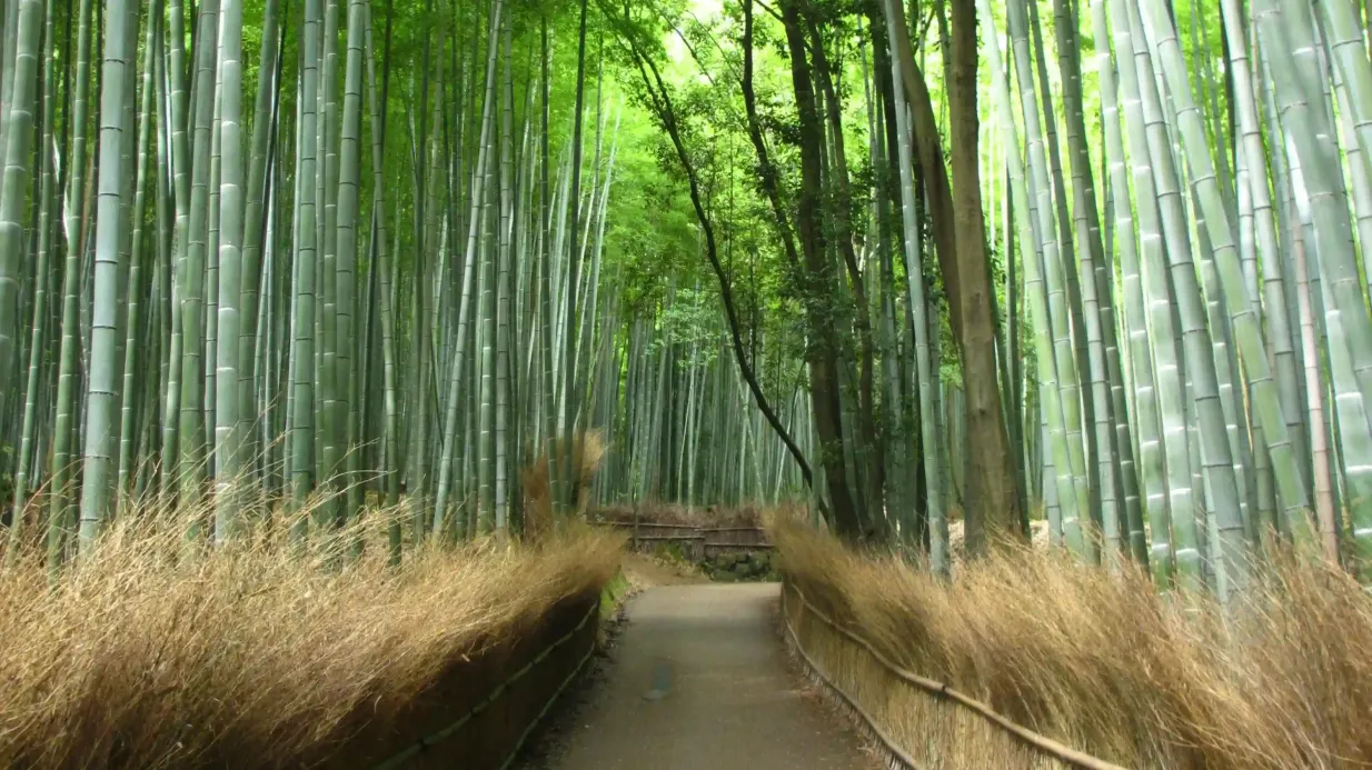 Kyoto: Guided Sightseeing Bus Tour in Japanese