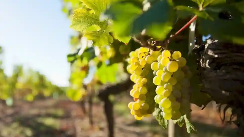 Loire Valley: Vouvray Vineyards Guided Visit from Tours + Tasting Provided by Ophorus