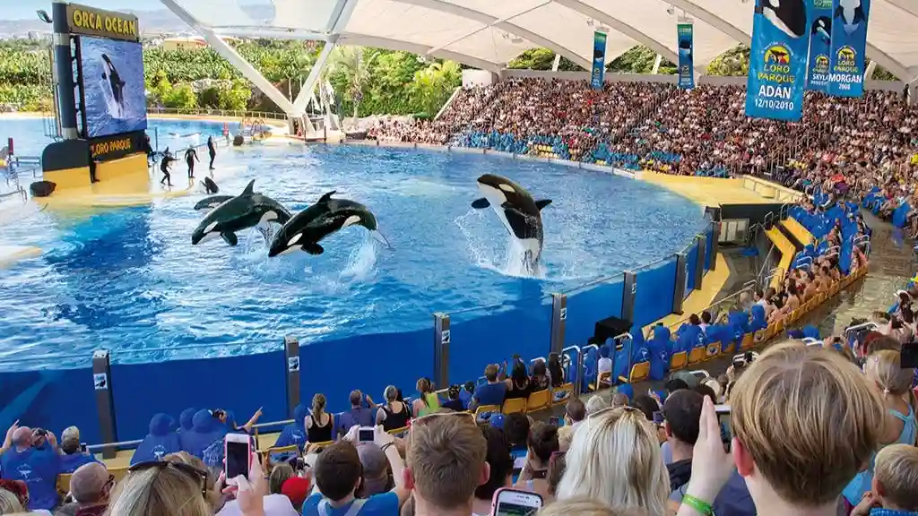 Siam Park y Loro Parque: Entrada + Siam Park Traslado desde el Norte Operado por Atlantico Excursiones S.L.