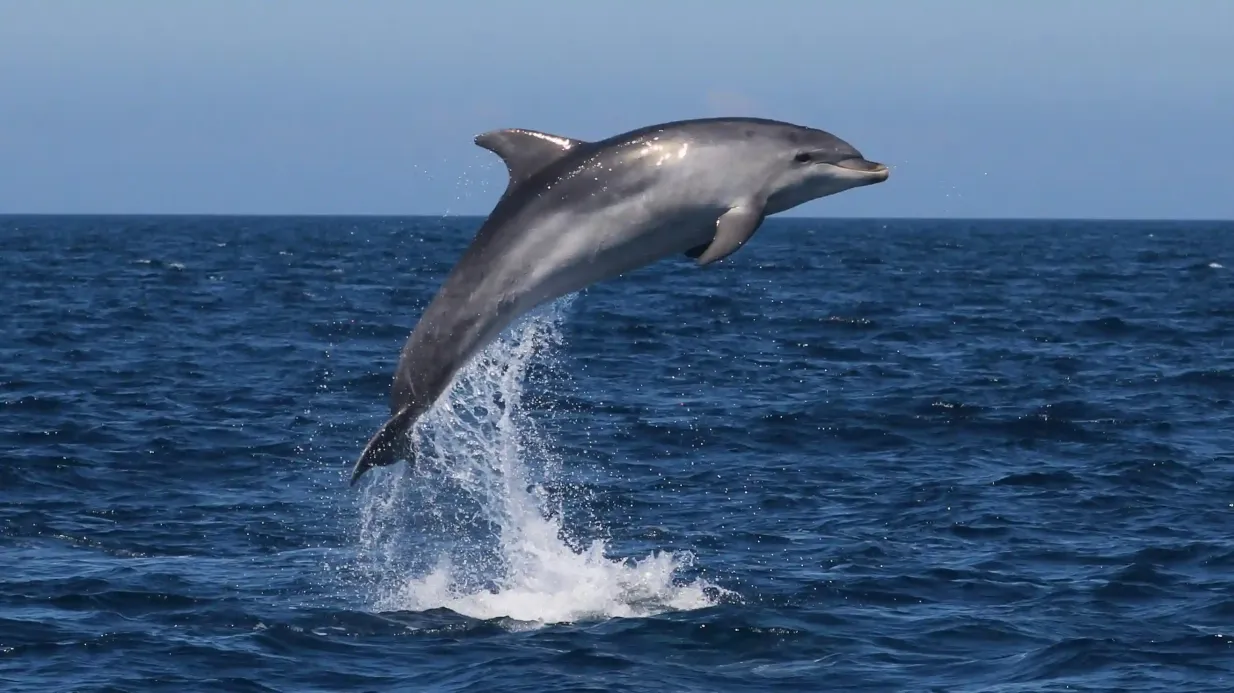 Sagres: Guided Dolphin Watching & Caves Tour Provided by Cape Cruiser - Passeios Marítimos, Unipessoal Lda