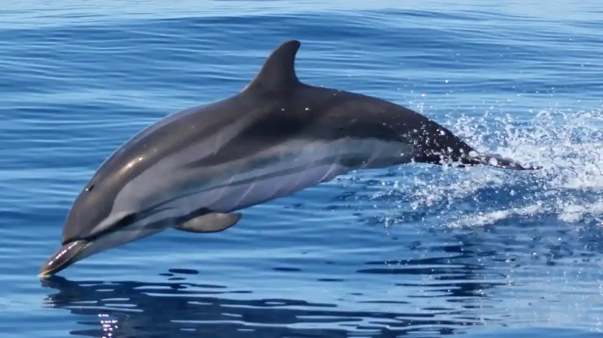 Sagres: Visita guiada para observação de golfinhos Organizado por Cape Cruiser - Passeios Marítimos, Unipessoal Lda
