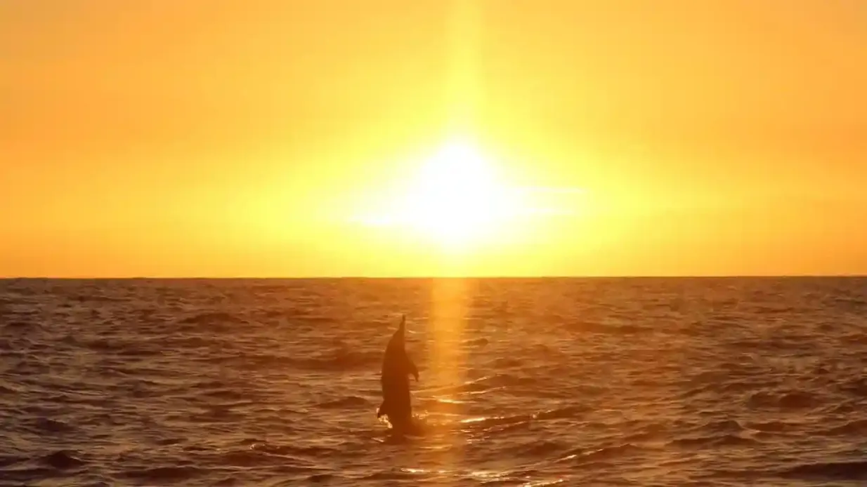 Oahu: Guided Dolphin Watching Sunset Cruise + Snorkeling + Buffet Provided by Ocean Joy Cruises