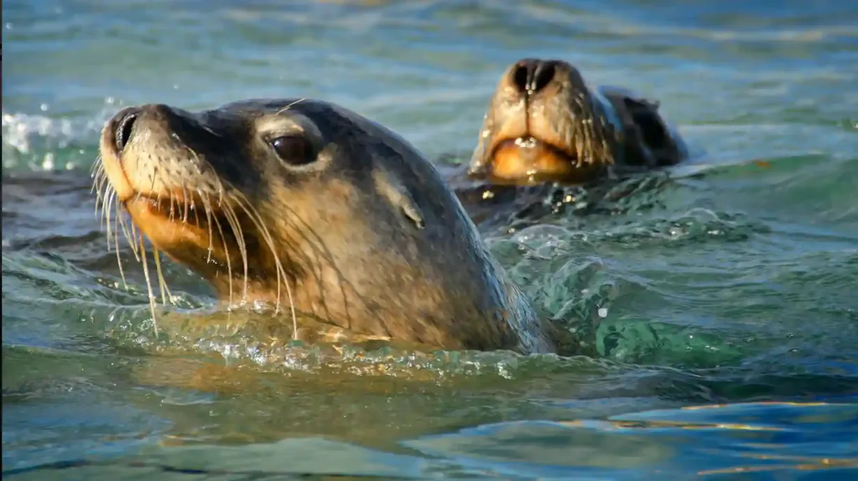 Shoalwater Islands Marine Park: Guided Snorkeling Tour + Lunch Provided by Rockingham Dolphins (WA) Pty Ltd