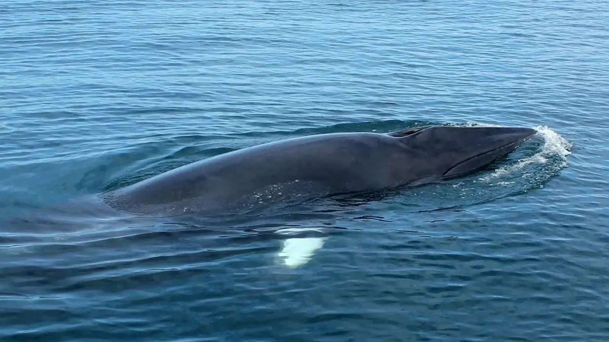 Sagres: Visita guiada de aventura à vida selvagem Organizado por Cape Cruiser - Passeios Marítimos, Unipessoal Lda