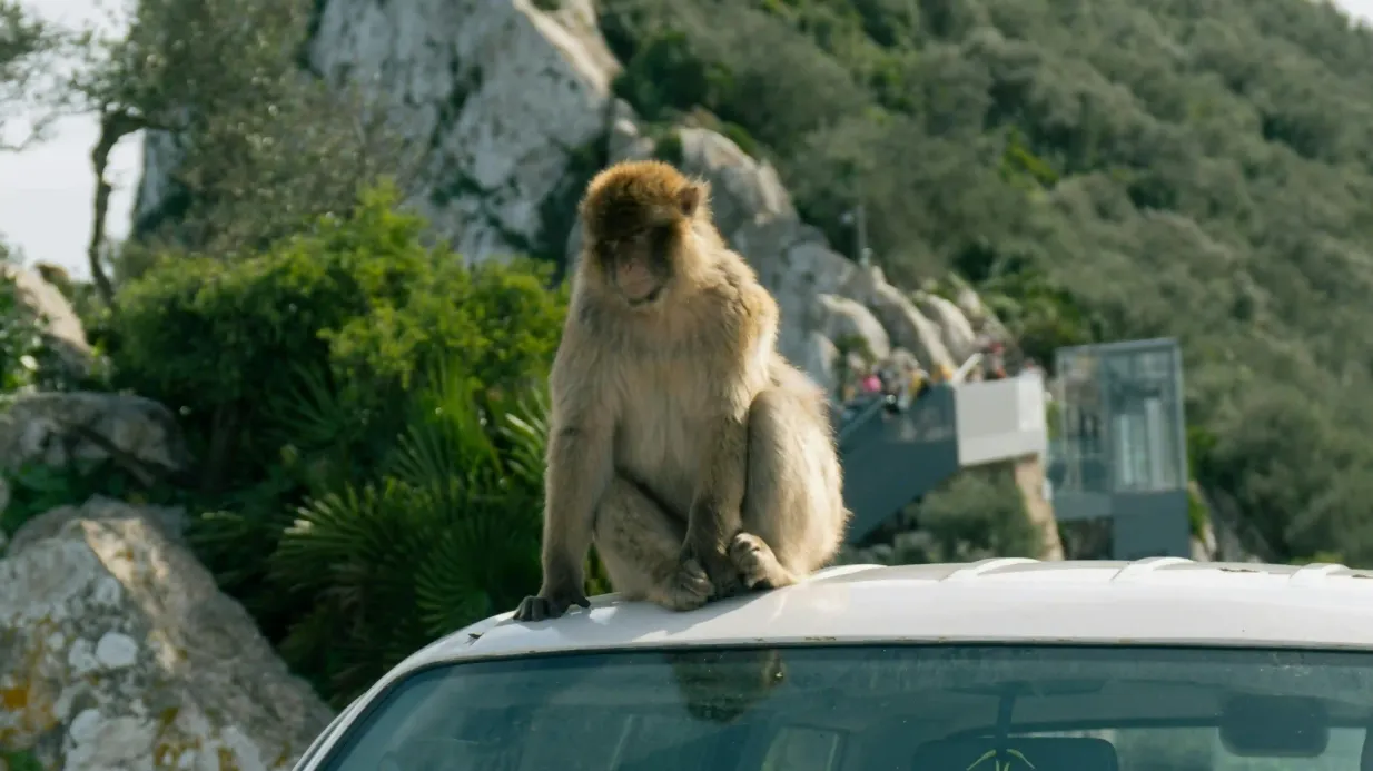 Gibraltar: Visita guiada de um dia a partir de Sevilha Organizado por Naturanda