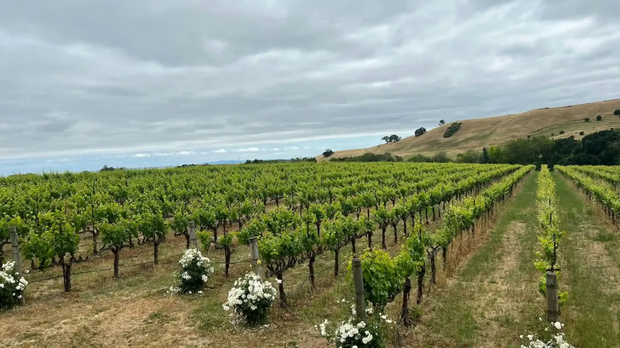 Napa & Sonoma Valley: Full-Day Guided Wine Tour from San Francisco + Tastings Provided by Big Bus Tower Tours