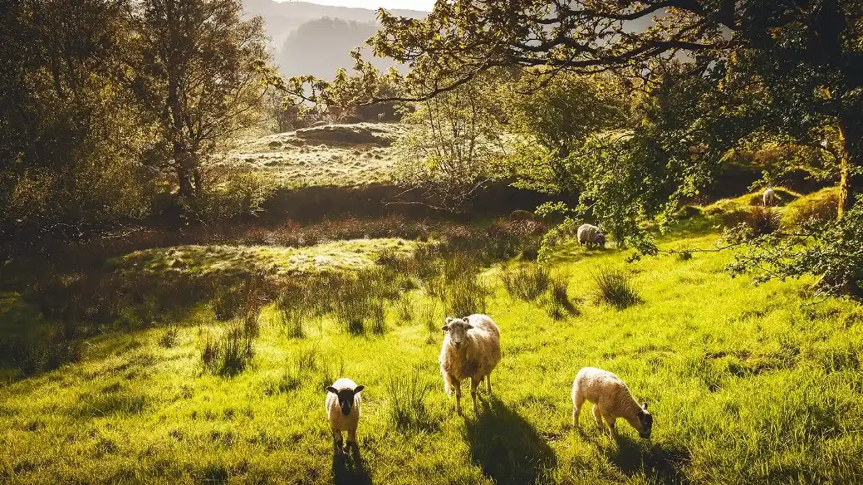 Windermere y el Distrito de los Lagos: Excursión guiada de un día desde Manchester