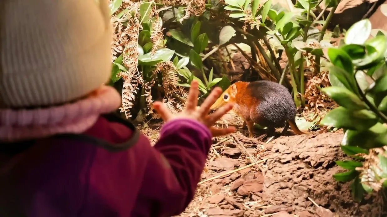 Prague Zoo: Roundtrip Transport + Audio Guide Provided by Get Prague Guide Michal Vesely