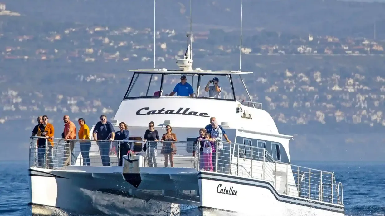 Los Angeles: Luxuriöse Walbeobachtungstour Bereitgestellt von Davey's Locker