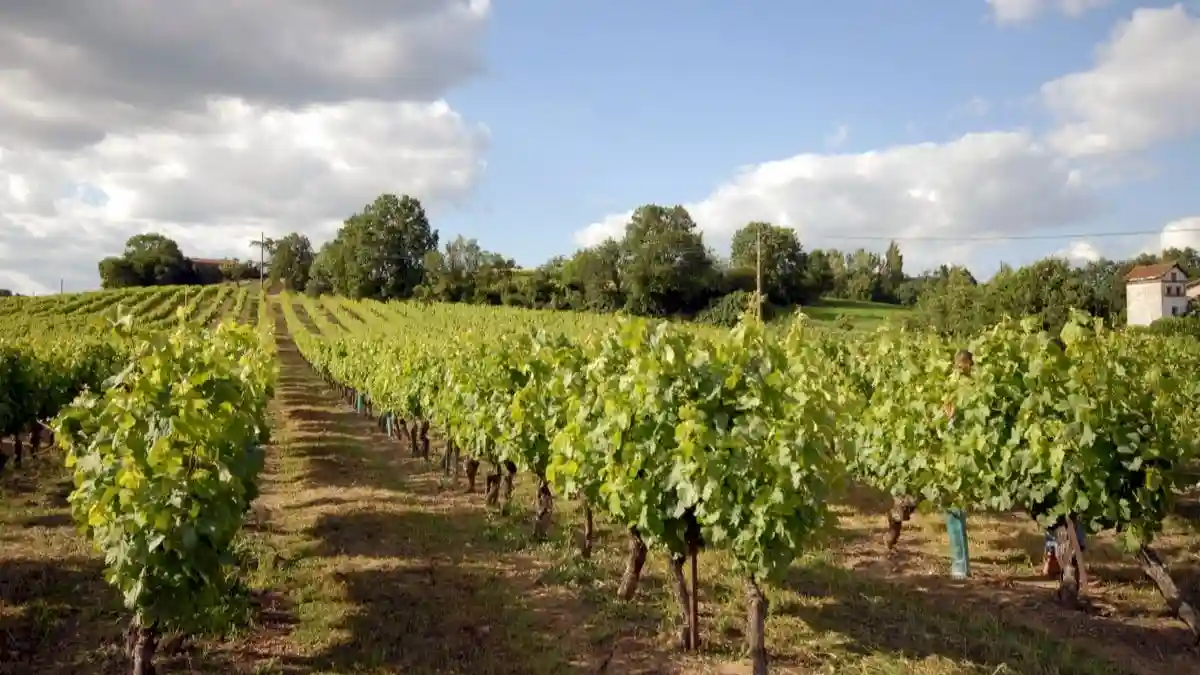 Gaillac: Halbtägige geführte Tour ab Toulouse + Weinprobe