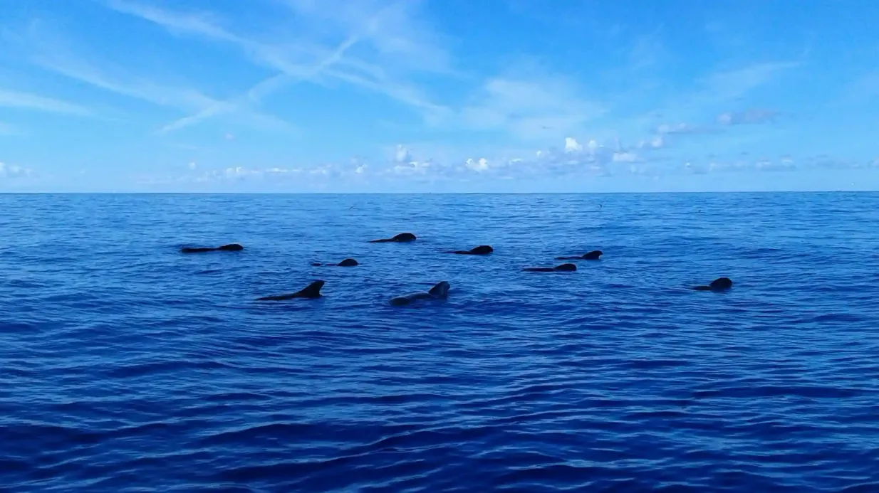Los Gigantes: 5-Hr Guided Whale Watching Cruise from Costa Adeje + Lunch Provided by Marítima Ludo Mar, S. L.