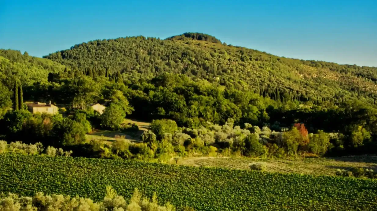 Fiesole: Guided E-bike Tour from Florence + Olive Oil Tasting Provided by Ciao Florence Tours & Travels SRL