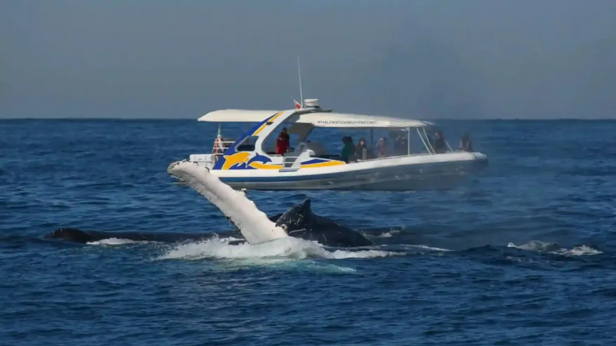 Sydney : 2,5 heures d'observation des baleines en bateau Fournie par Fantasea Pty Ltd
