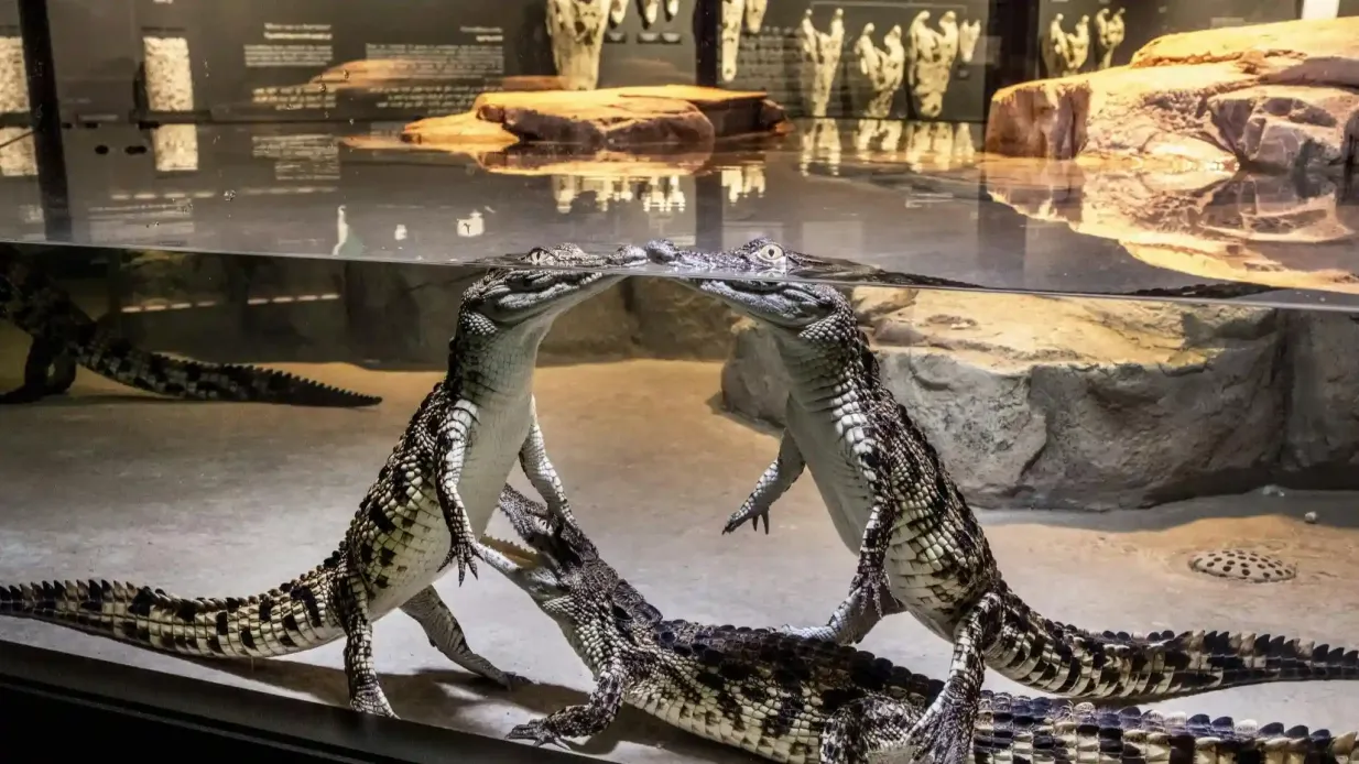 Parc aux crocodiles de Dubaï : Billet d'entrée