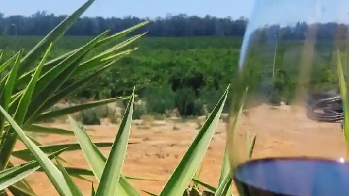 Algarve: Guided Wine & Tapas Tastings + 4x4 Tour Provided by Sagres Discovery