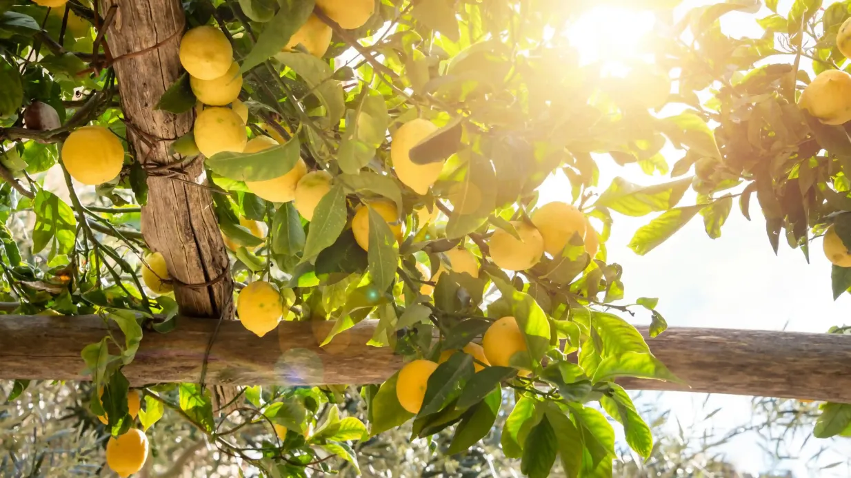 Pompeii & Sorrento: Day Trip from Rome + Lunch + Limoncello Tasting Provided by Veditalia - Acs srl