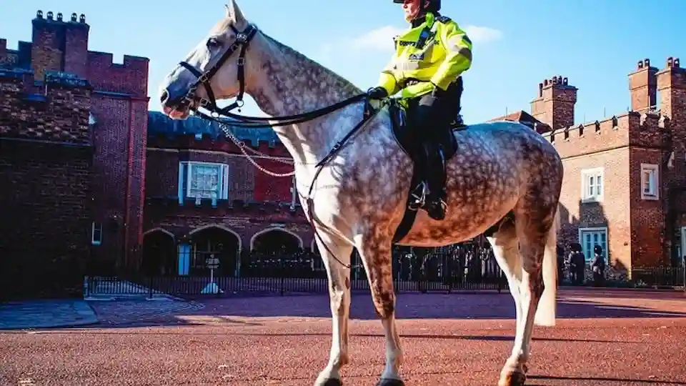 Londra: Tour guidato a piedi di Westminster + Crociera sul Tamigi + Ingresso allo Shard