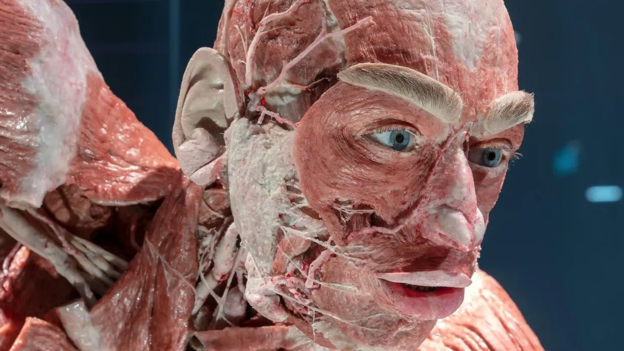 Berlin : 24-Hr Hop-on Hop-off Bus Tour + BODY WORLDS Entry + Audio Guide