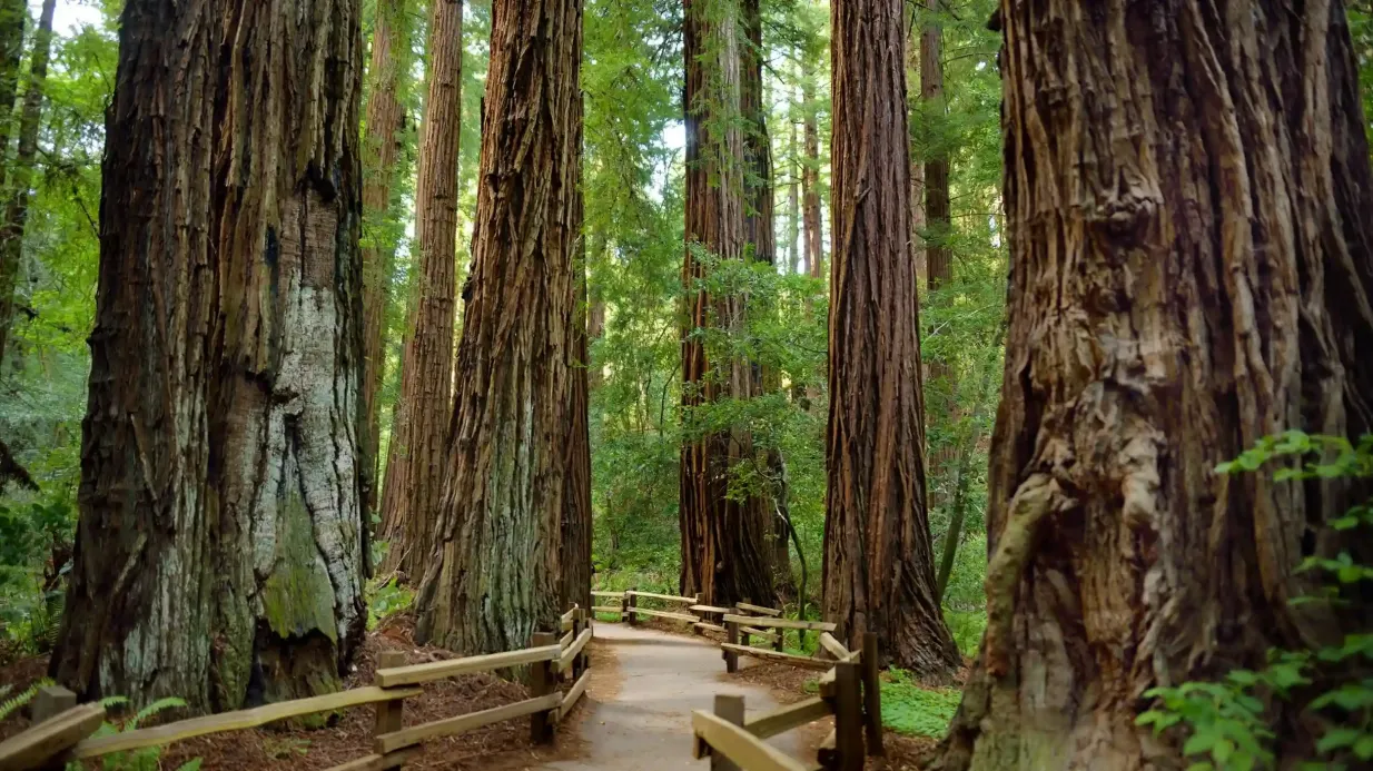 Wine Country & Armstrong Woods: Guided Tour from San Francisco + Tasting Provided by Big Bus USA