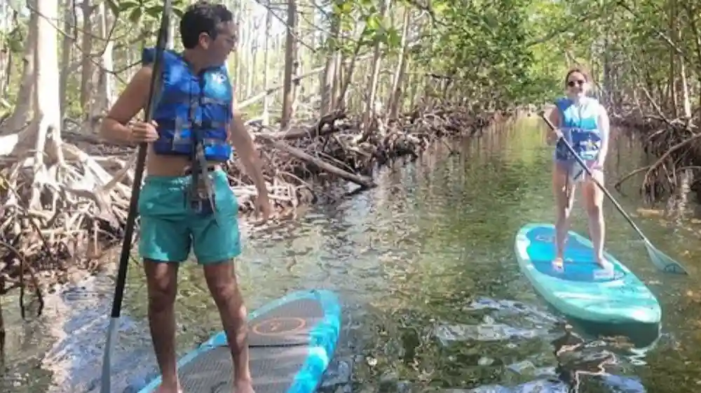 Mangrove Jungle: SUP/Kayak Adventure + Drinks Provided by So Flo Water Adventures