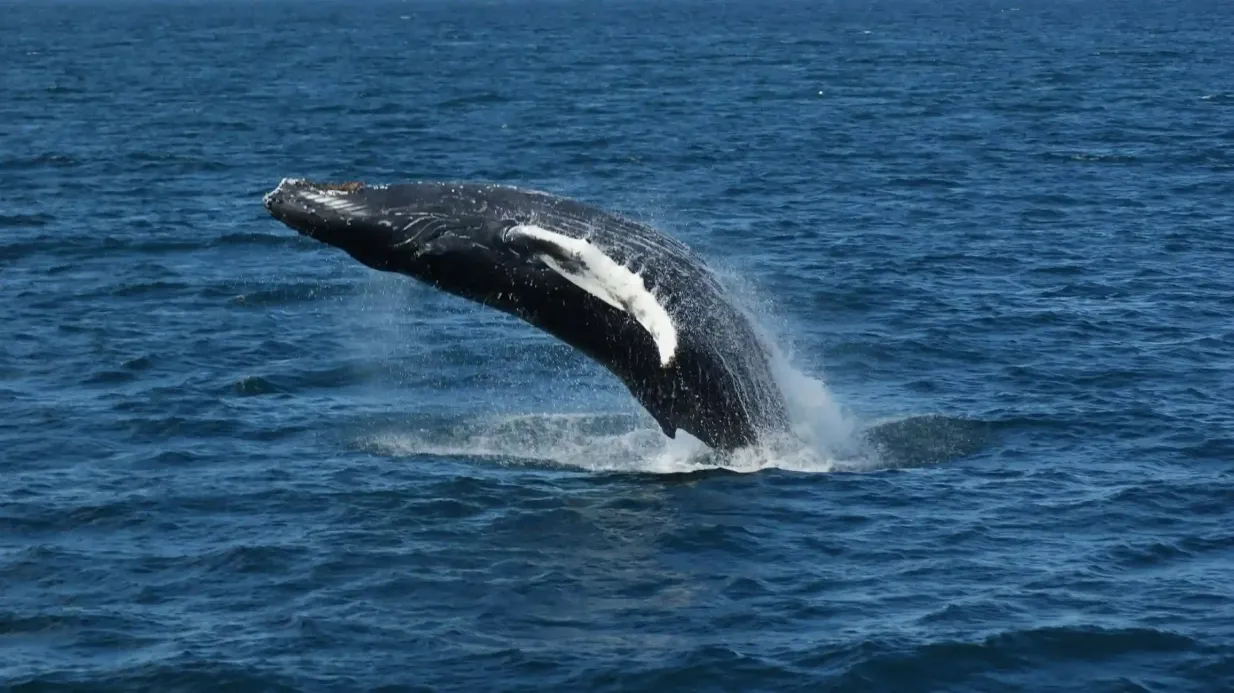 Reikiavik: Crucero Combo de Avistamiento de Ballenas y Auroras Boreales