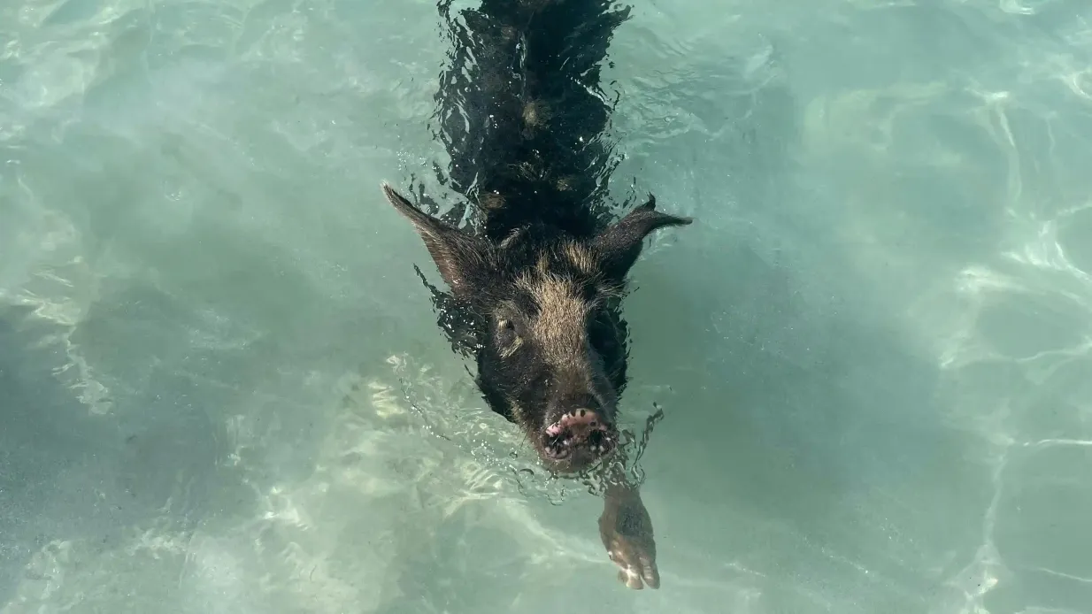 Bahamas: Bootsabenteuer mit schwimmenden Schweinen, Schildkröten und Schnorcheln