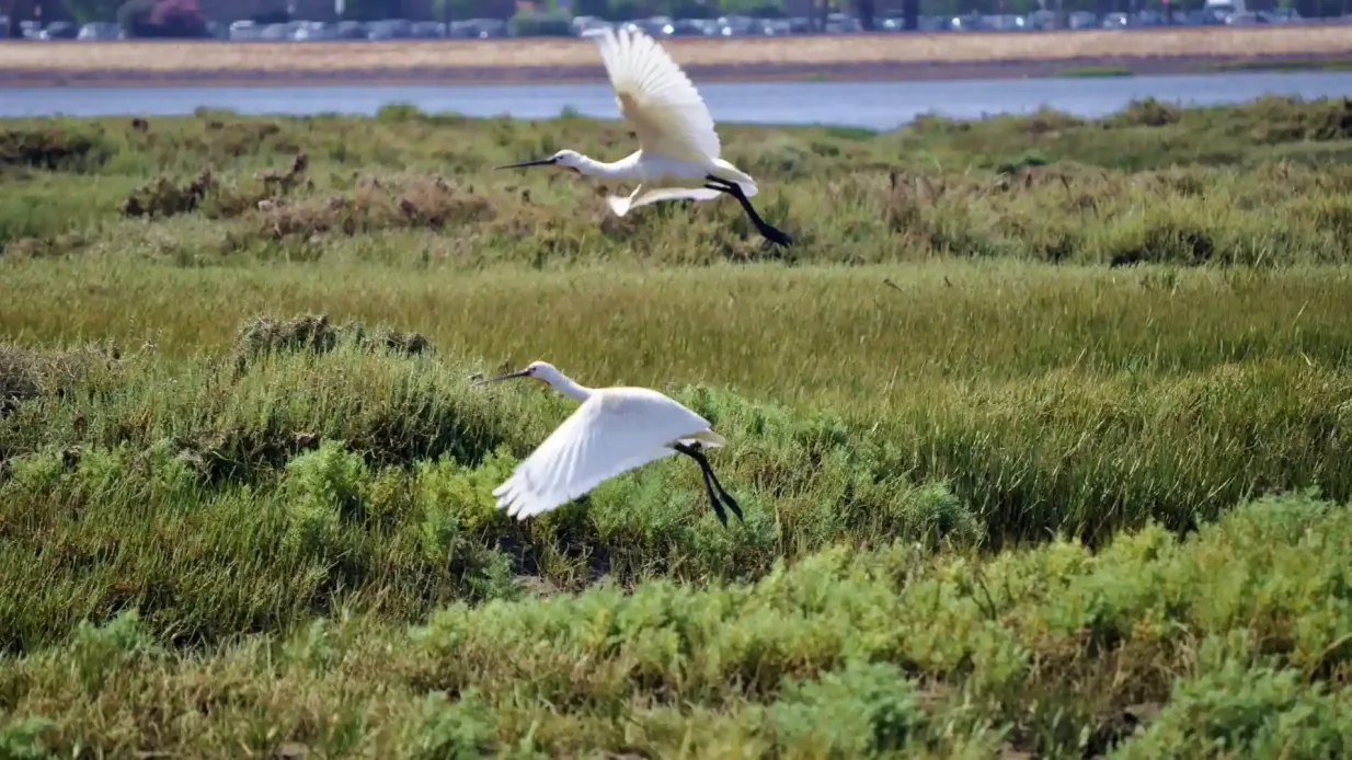 Ría Formosa: Excursión guiada de 2 horas en barco para observar aves Operado por Formosamar Lda
