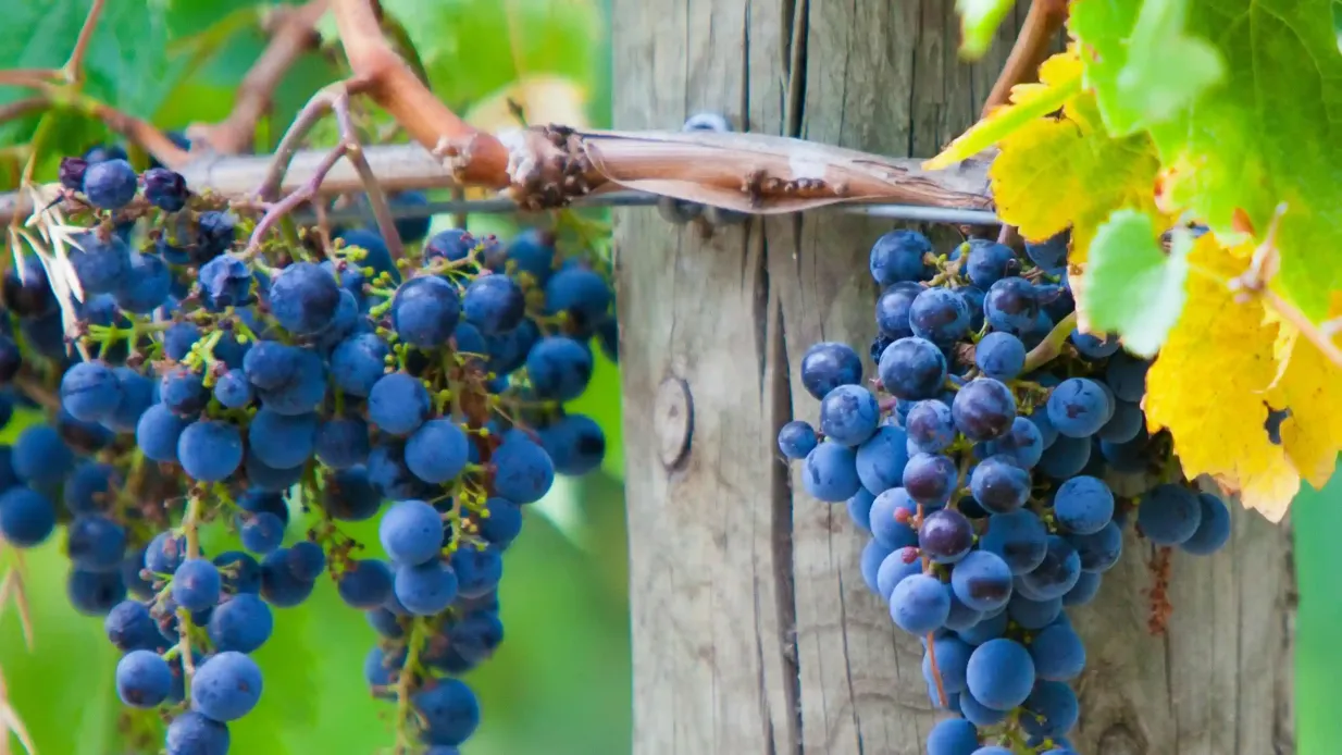 Mornington Peninsula: Tagestour + Gondelfahrt + Mittagessen + Wein- und Schokoladenverkostung