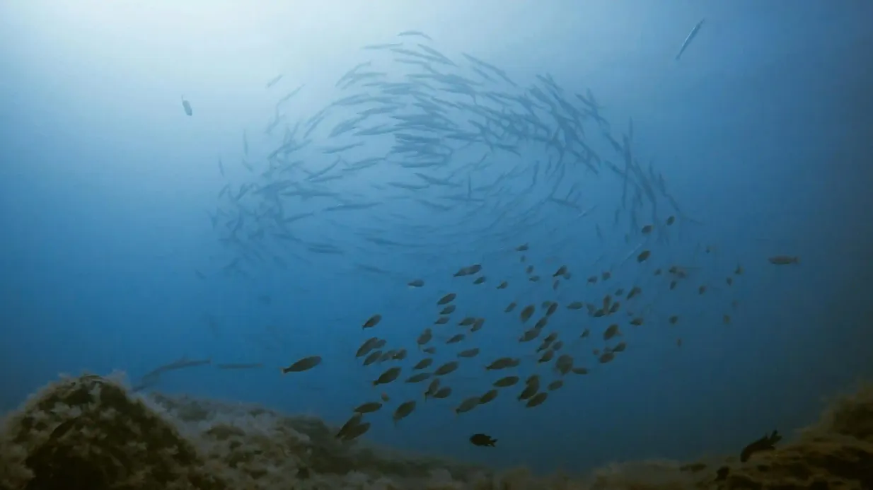 Los Cristianos: Snorkeling on a Lava Reef