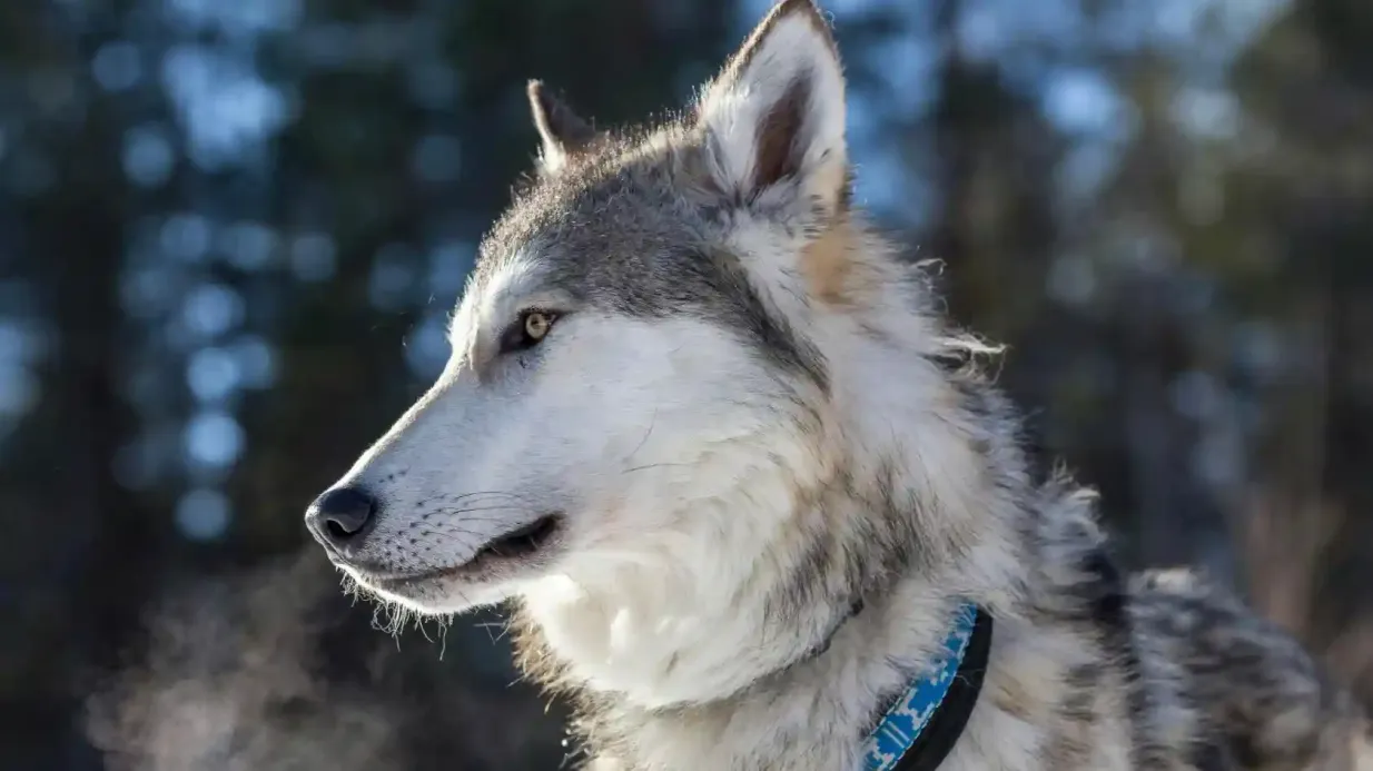 Ranua: Arctic Wolfland Sanctuary Private Tour Provided by Susimaa Lapland Ay