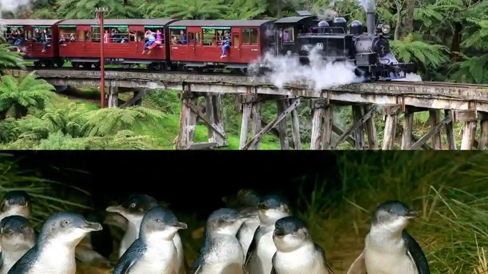 Puffing Billy et la parade des pingouins de Phillip Island : visite en bus et en train depuis Melbourne
