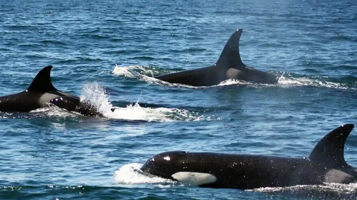 Algarve: Guided Dolphin Watching Tour Provided by Dolphin Seafaris Lda