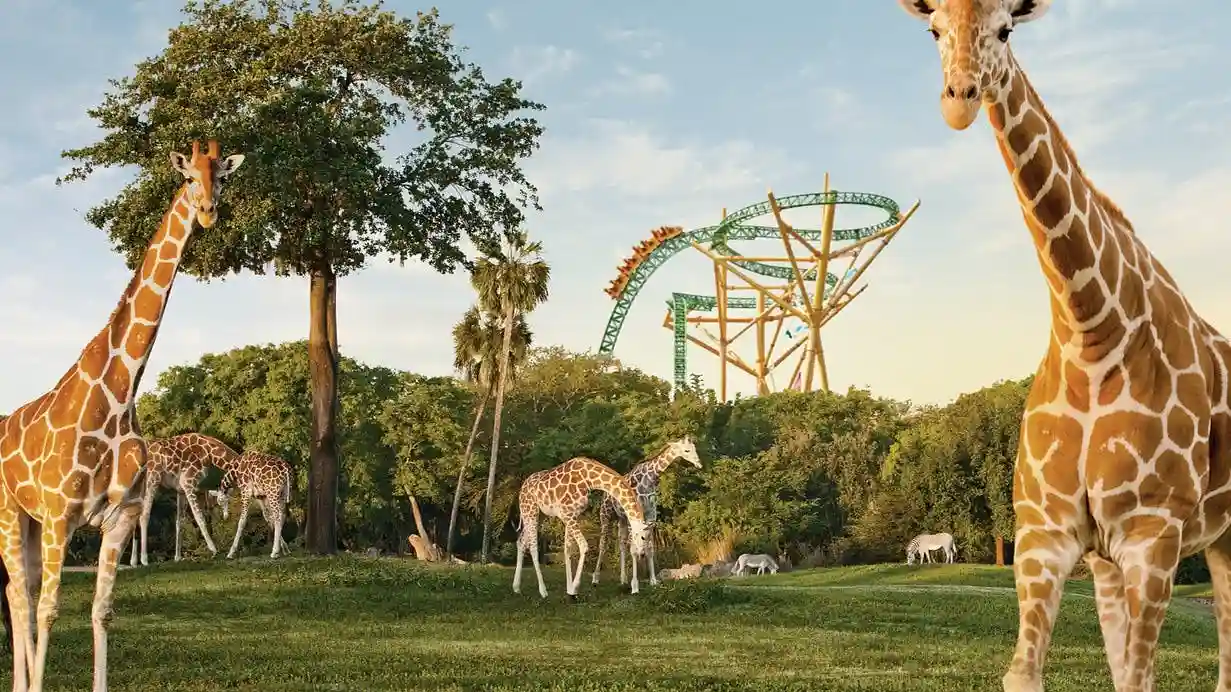Busch Gardens Tampa: Eintrittskarte mit optionaler Schnellwarteschlange