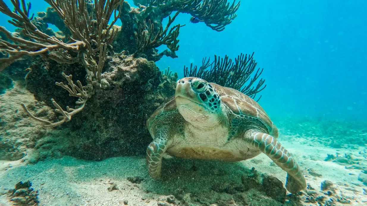 Tulum: Geführte Schnorchel Tour