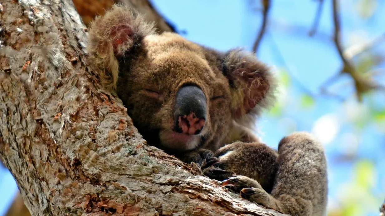 Surfers Paradise: Kängurus und Bergblick Morgen Tour Bereitgestellt von Southern Cross Tours