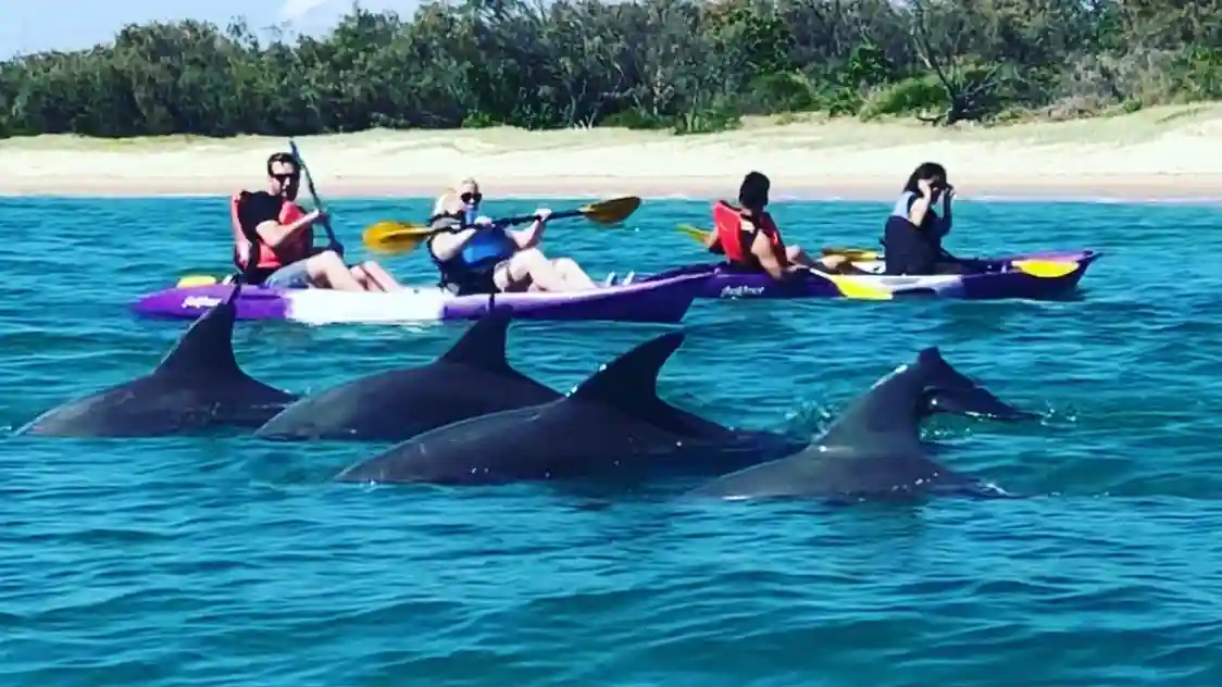Côte d'Or : Excursion matinale en kayak et plongée en apnée avec les dauphins Fournie par www.australiankayakingadventures.com.au
