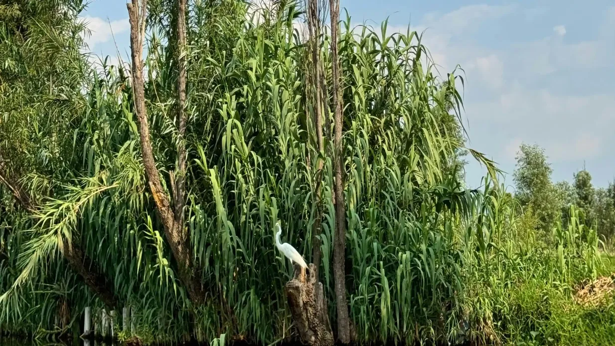 Xochimilco: Bootstour + Hin- und Rücktransfer