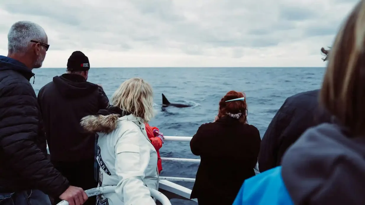 Bremer Bay: Killer Whale Watching Tour Provided by Naturaliste Charters Whale Watching